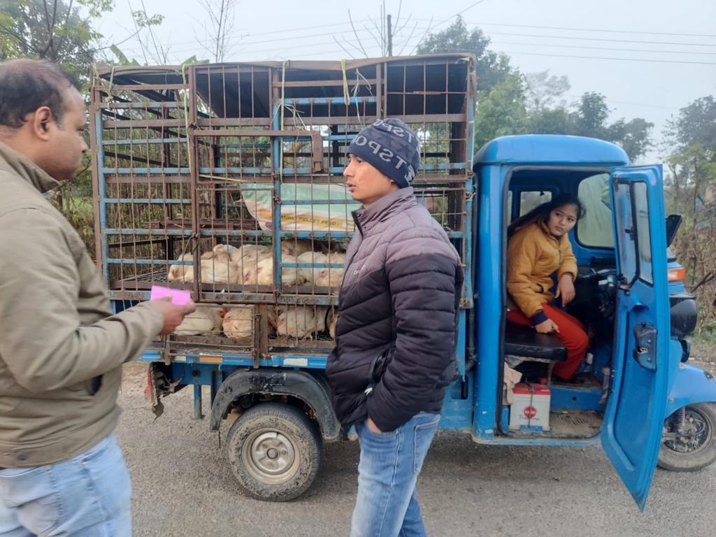 भारतबाट कुखुराको अवैध आयात नरोकिंदा नेपाली किसान र व्यवसायी ठुलो समस्यामा