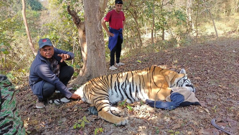 मान्छे खाने भाले पाटे बाघ नियन्त्रणमा, बेहोस बनाएपछि टोलीले लिएर आउँदै