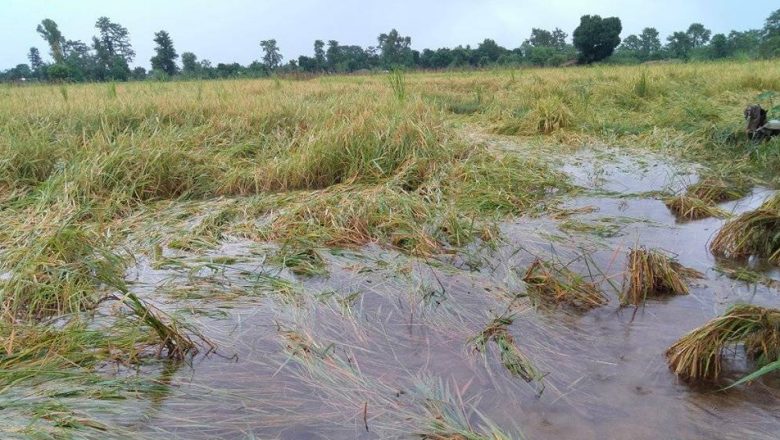 बाढी र डुबानबाट बाँकेमा धानबालीमा ठुलो क्षति